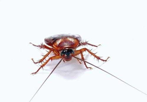 娱乐吃瓜酱蟑螂咬人,蟑螂咬人事件背后的惊人真相